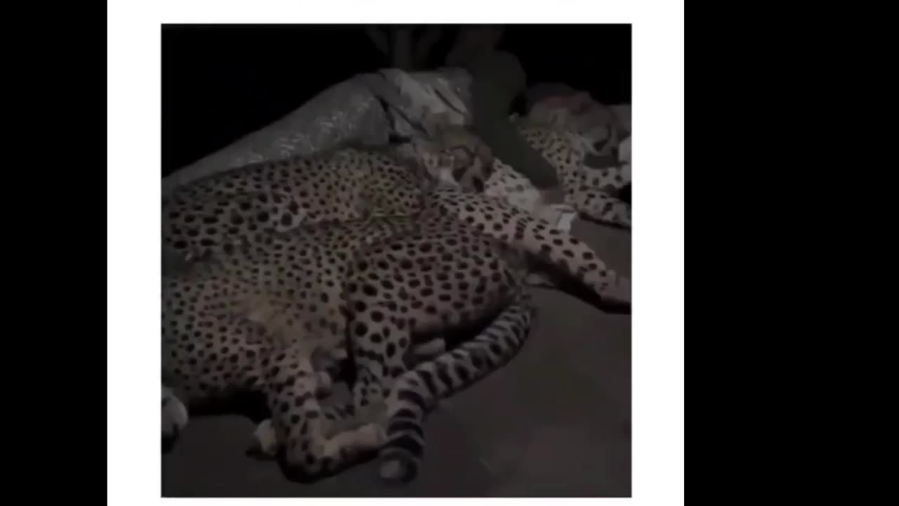 A family of cheetah sleep with the forest ground every night . love 💕 animal