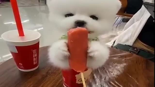 Puppy