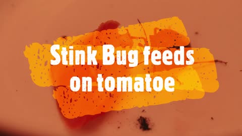 Pet Stink Bug Rambo IV feeds on tomatoe slice