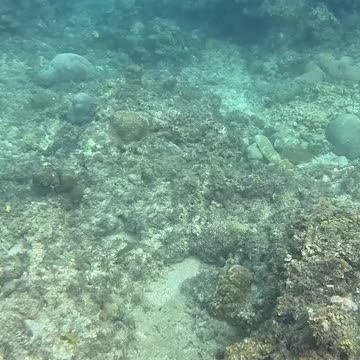 A Morning Snorkeling Adventure