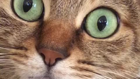 Cat with green eyes