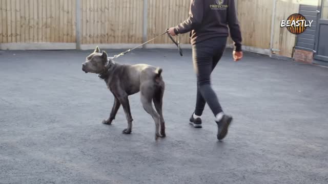 Intruders Beware! The World's Toughest Guard Dogs BIG DOGZ