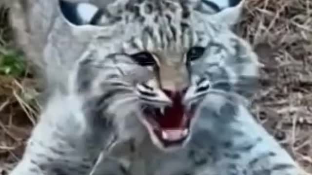 Animals lover/Catsukran animals/funny cat 2022