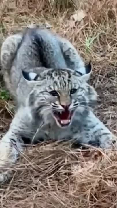 Animals lover/Catsukran animals/funny cat 2022