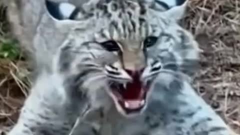 Animals lover/Catsukran animals/funny cat 2022