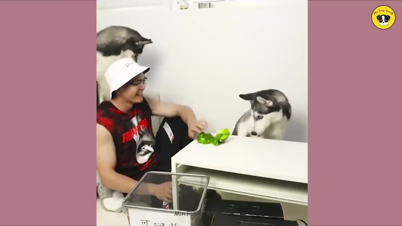 Funniest Animal | Funny Dog And Cat | Funny Animals Video