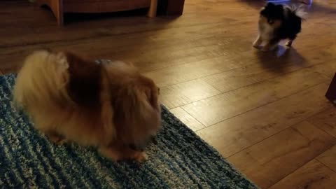 Pomeranians Want Treats