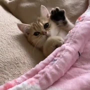 Pronto para dormi adeus humanos