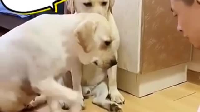 Dog 🐕 prank by human