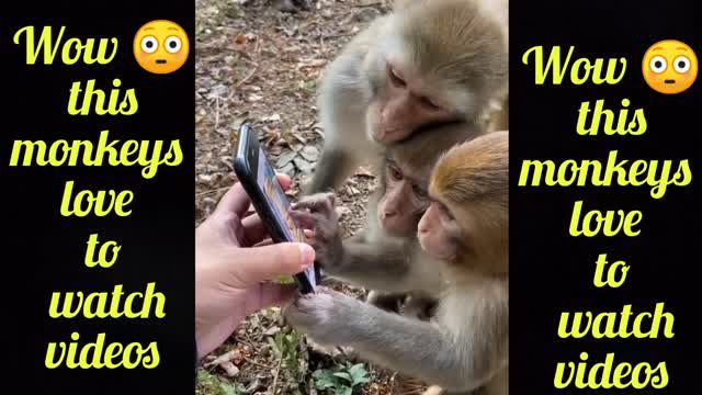 Wow Monkeys are using 😳😳Smartphone 😅😅😂