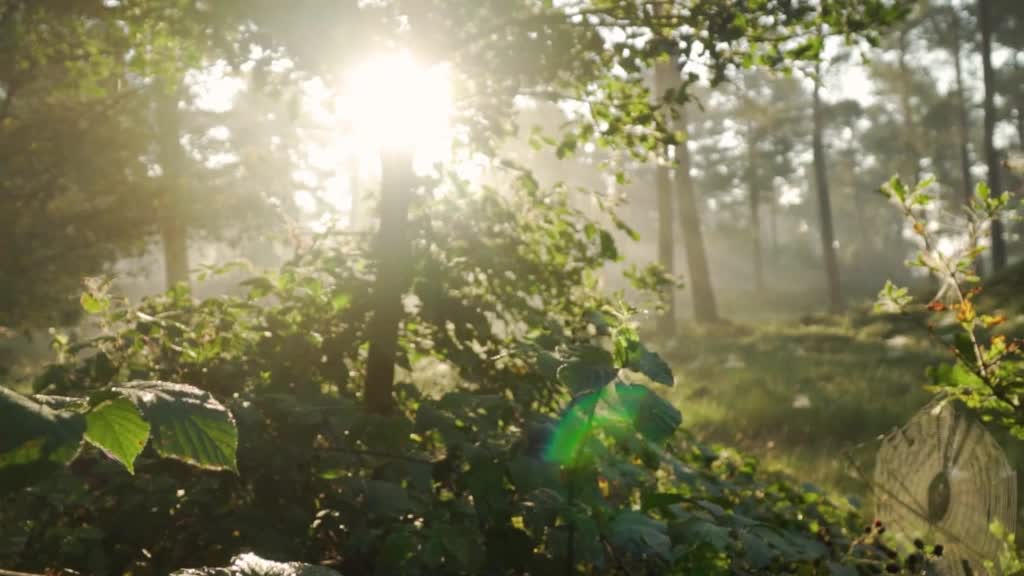 A Foggy Forest During Sunrise