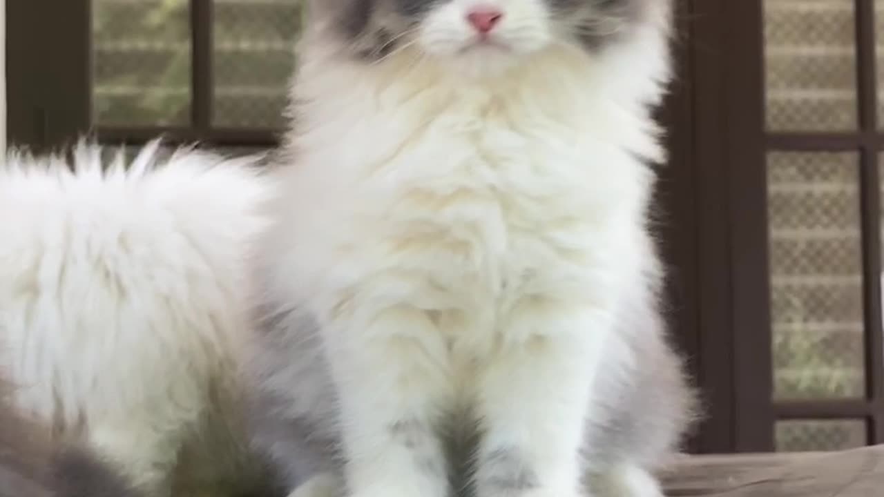 Beautiful cat and sweet baby