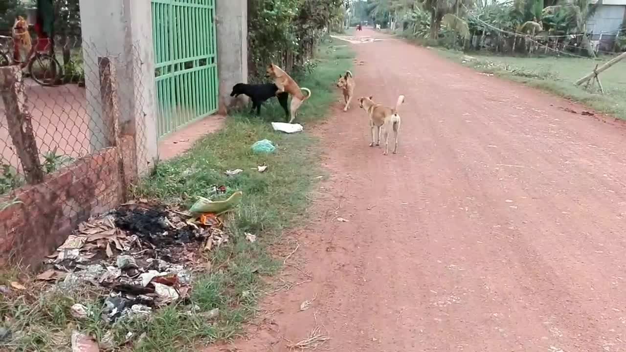 Dog boy vs Dog boy because Cute Puppy