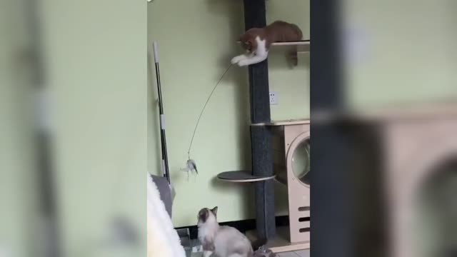 MORE FUN TOGETHER | TWO CATS PLAYING | FUNNY VIDEO