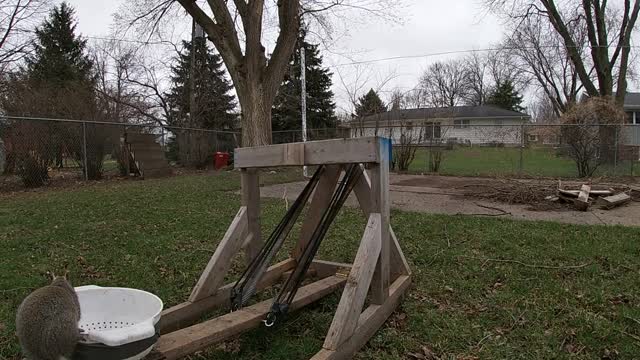 Catapult Sends Squirrel Flying