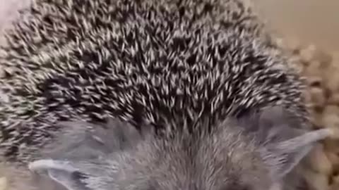 Hedgehog 🦔