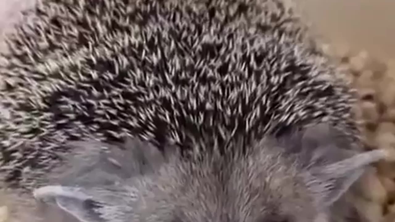 Hedgehog 🦔