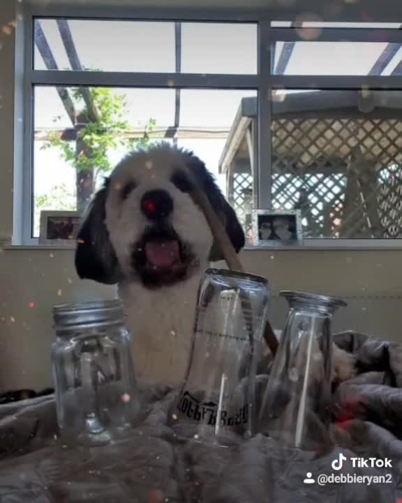 Sheepdog's musical talent is simply unreal