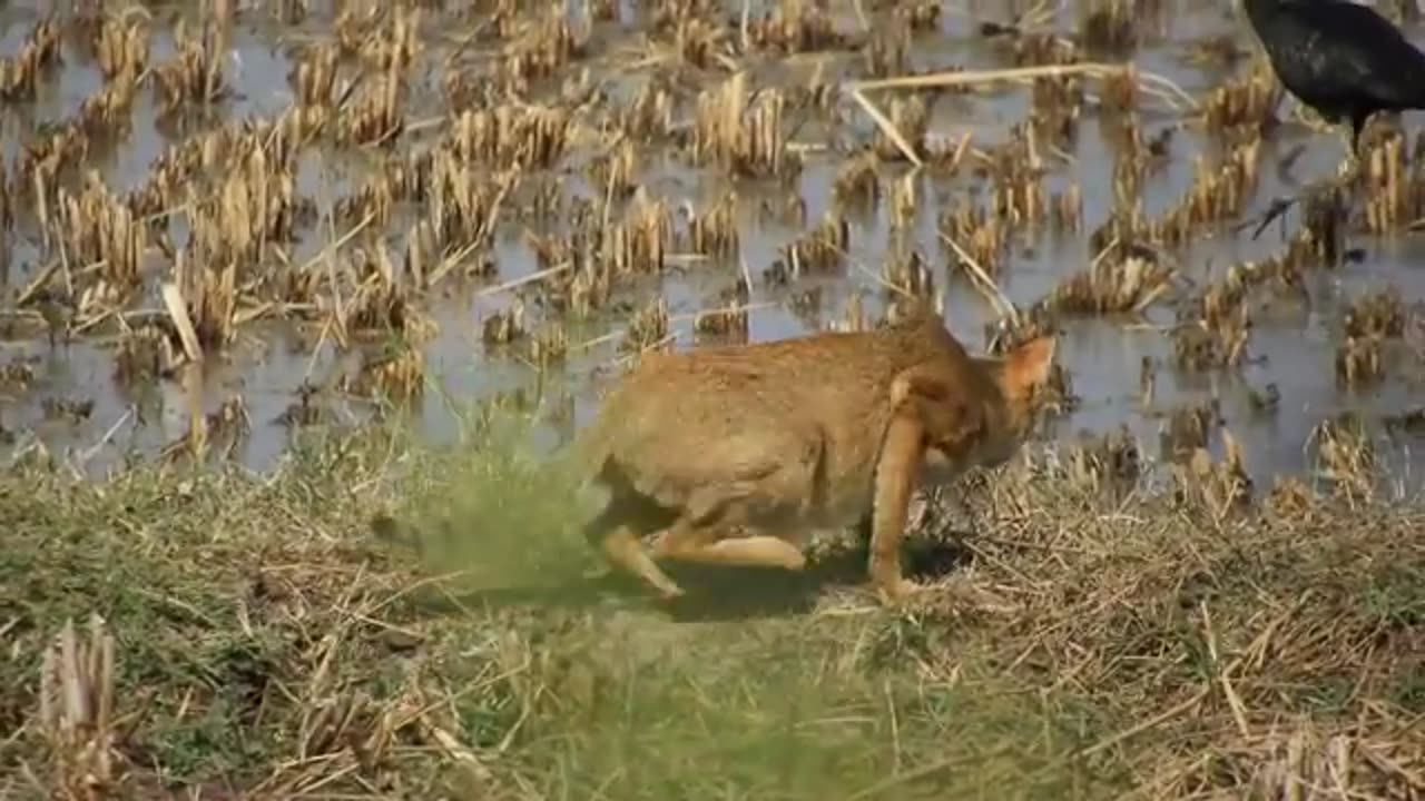 Jungle Cat (Felis chaus) hunting a wagtail