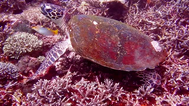 Wonders in the sea.4