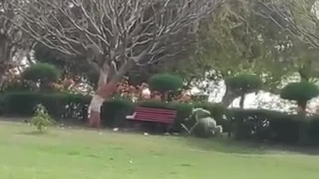 Funny monkey