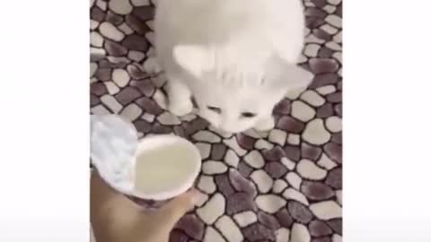 Funny cat video