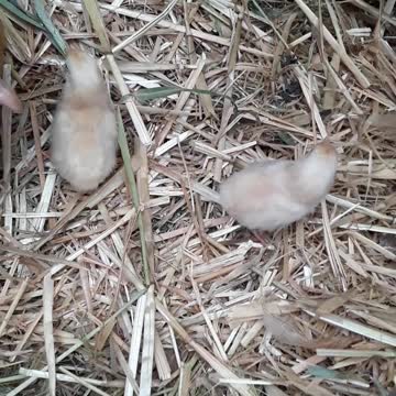 Matthew 23:37 Homer, Alaska mefoundation.world July 30, 2022