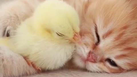 cute kitten and chicken