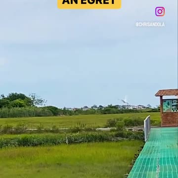 THAT’S AN EGRET RIGHT?