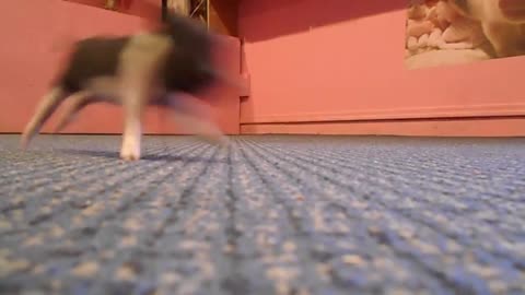 Cute Piglets with the Zooms!