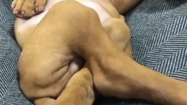 Funny Sleeping Doggo