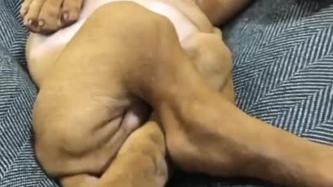 Funny Sleeping Doggo