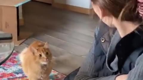 Cat moving