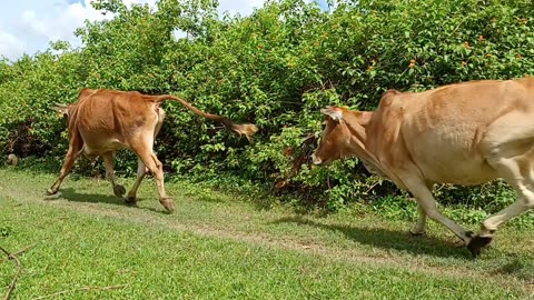 Fake tiger VS cows😛