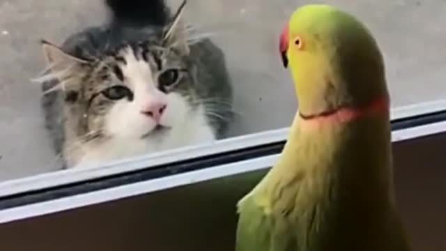 Parrot vs cat video