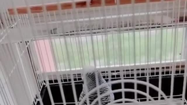Lovely and Funny Animals Cute Parrot and Funny Parrot video Clip 2021 #27