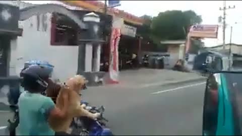 DOG DRIVE THE MOTORBIKE