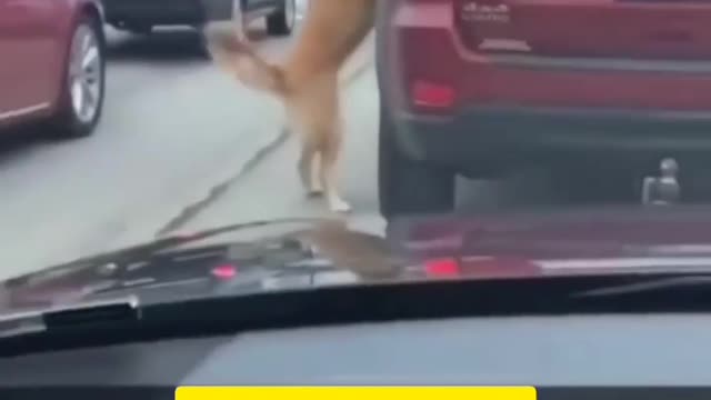 no more road rage or woof rage