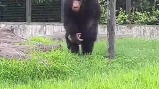 Cheerful Chimpanzee Playing And Clapping Wildly