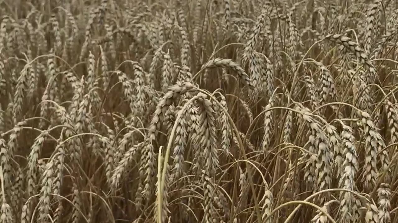 The combine goes through a field of winter wheat