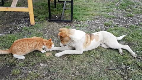 Cat fun with dog in the park
