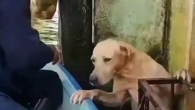 Dog was saved from flood! All life has value
