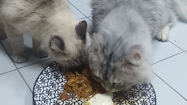 Sweety cats eats