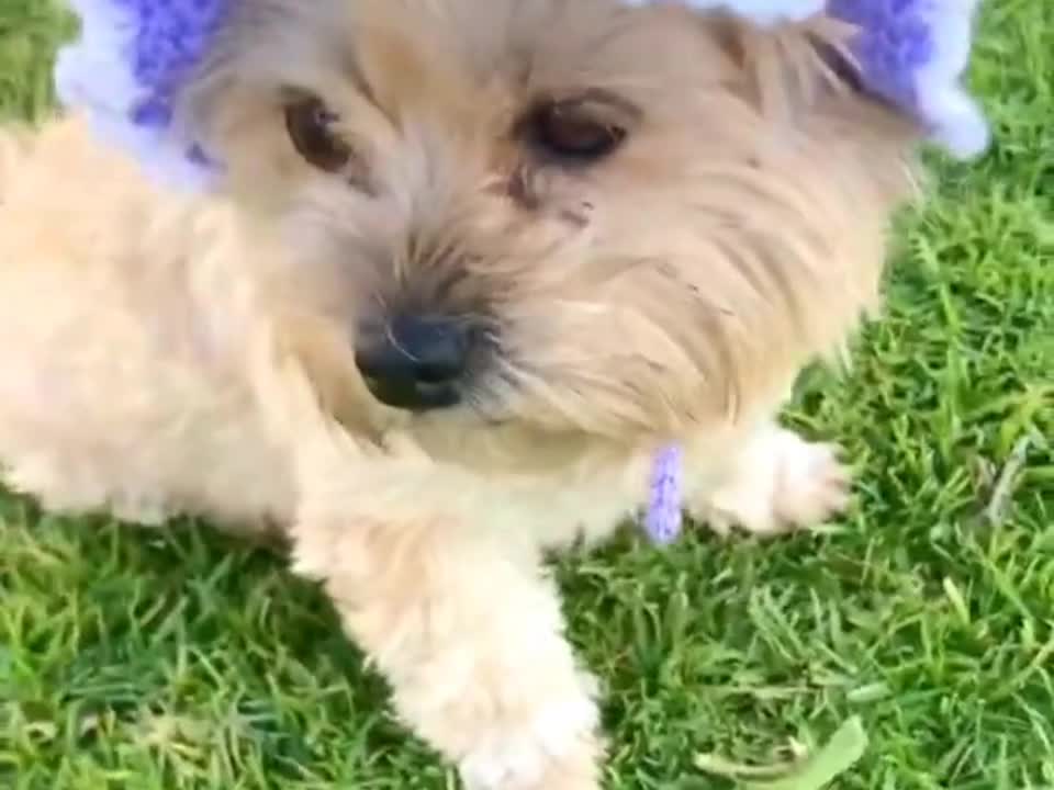 Little yorkie love to play in outdoor so cute