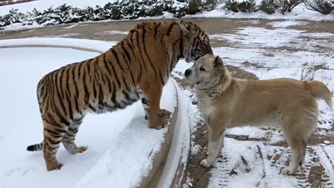 Tiger Licks Dog