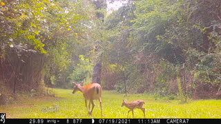 First Fawn