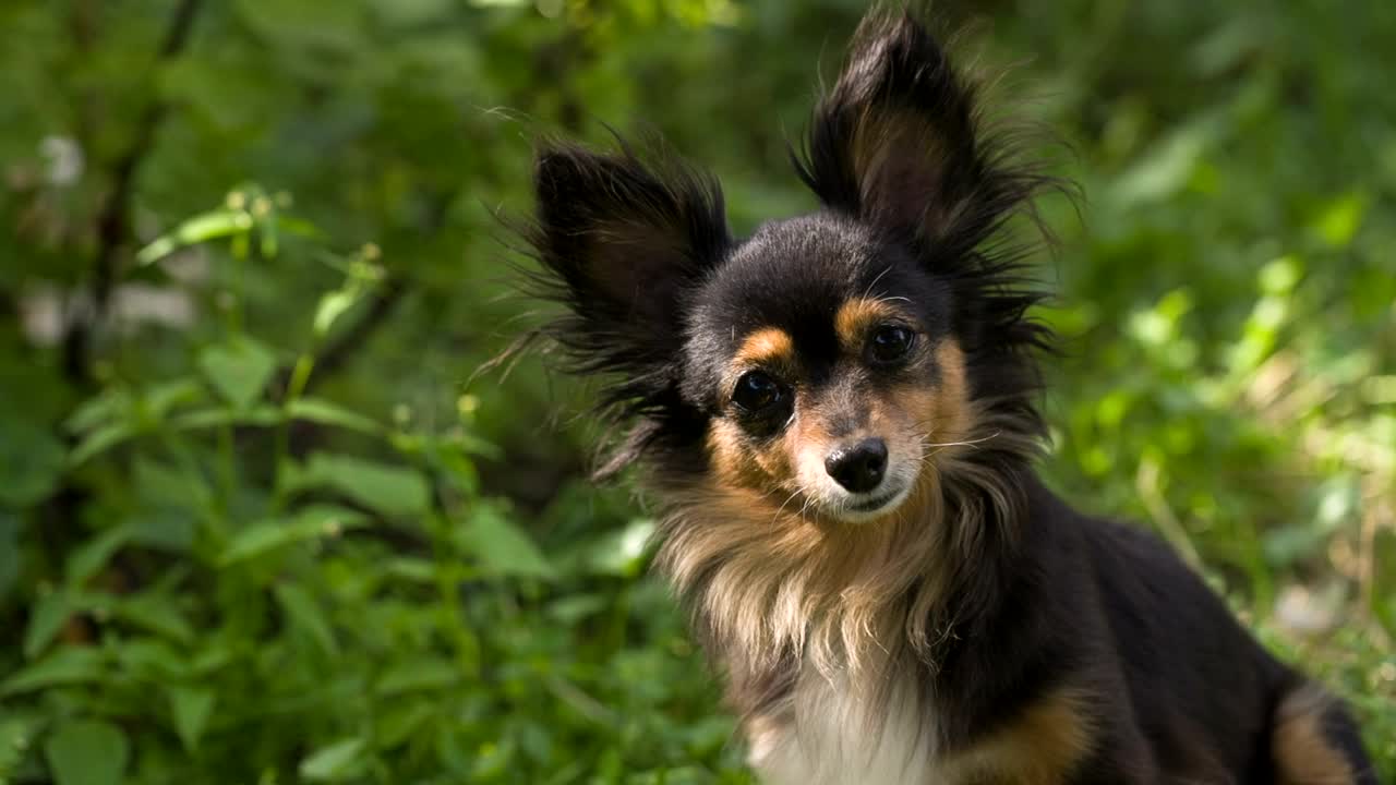 Cute dog looking at the camera with curiosity.