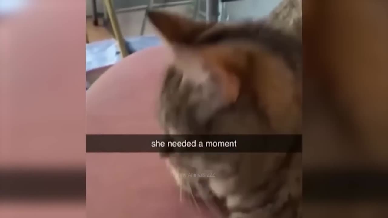 Funny cat clip