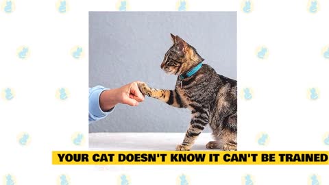 How to train your cat? Tip #102