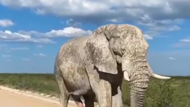 Rare Albino Elephant Walks The Streets